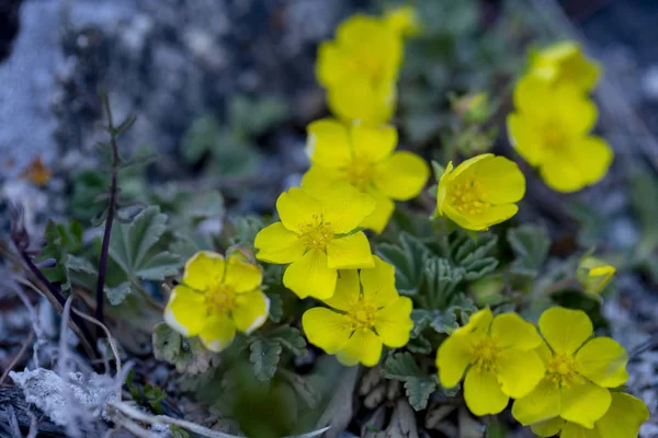 Les premières fleurs primevères dans les montagnes de l'Altaï au début spri — Photo