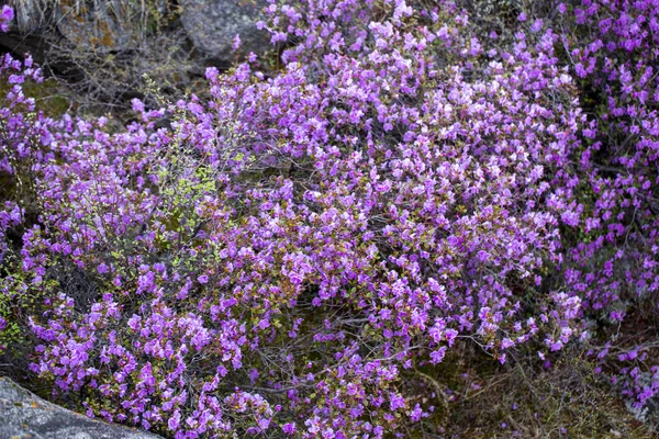 Floraison de maralnik, bagulnik au début du printemps dans le mou de l'Altaï — Photo