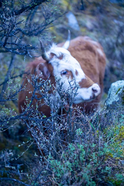 Pâturage des vaches dans les montagnes au début du printemps — Photo