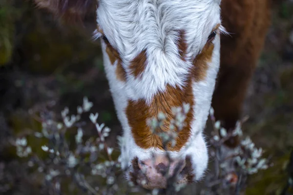 Vaca pastando nas montanhas no início da primavera — Fotografia de Stock