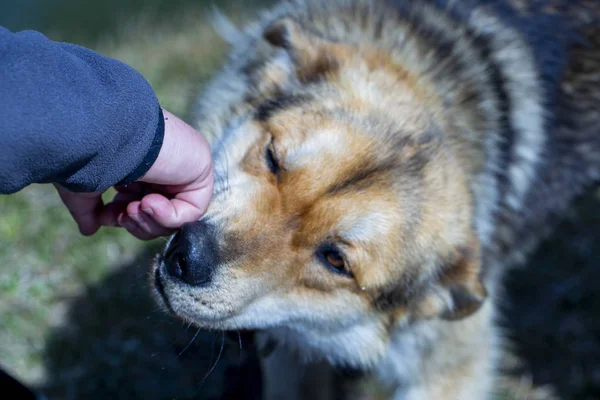 Um cão grande tipo ao lado de um homem, um cão e uma mão de homem — Fotografia de Stock