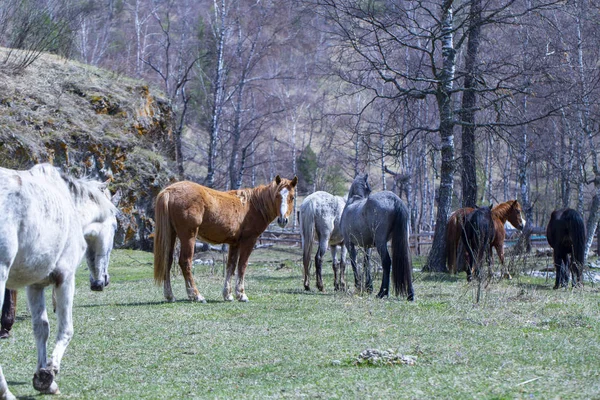 Dzikie konie pasą się po zimie w górach Altai — Zdjęcie stockowe
