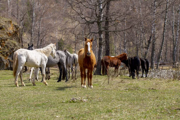 Dzikie konie pasą się po zimie w górach Altai — Zdjęcie stockowe