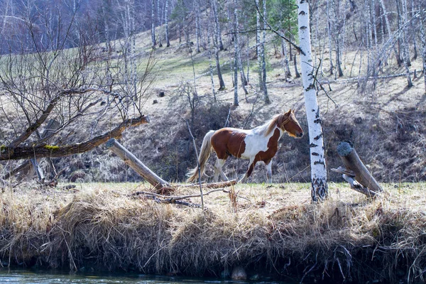 Chevaux sauvages pâturent après un hiver dans les montagnes de l'Altaï — Photo