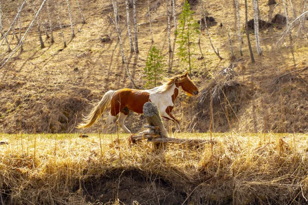 Cavalos selvagens pastam depois de um inverno nas montanhas de Altai — Fotografia de Stock