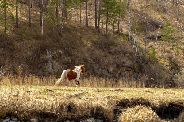 Chevaux sauvages pâturent après un hiver dans les montagnes de l'Altaï — Photo