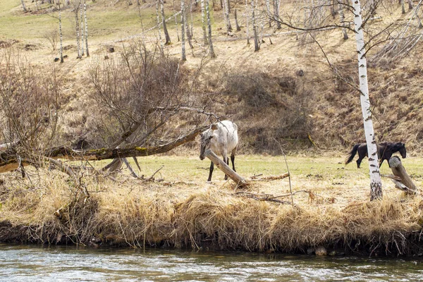 Chevaux sauvages pâturent après un hiver dans les montagnes de l'Altaï — Photo