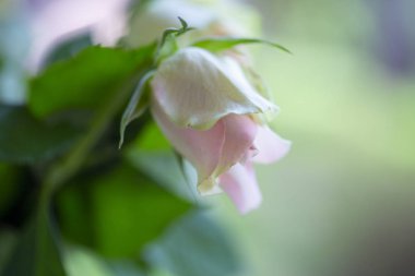 durgun beyaz güller, solan güzelliğin sembolü. Bulanık güller