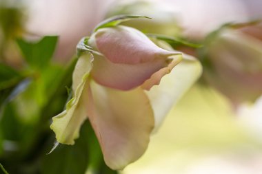 durgun beyaz güller, solan güzelliğin sembolü