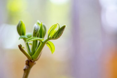 ilk bahar yaprakları, ağaçlarda şişmiş tomurcukları