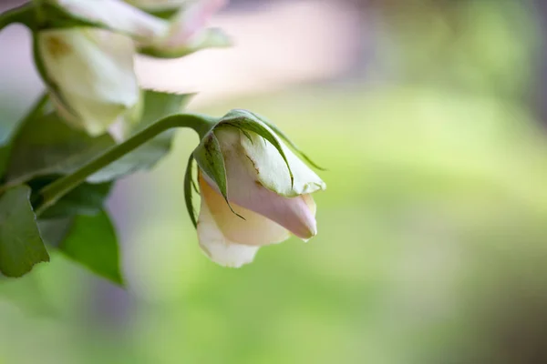 Roses blanches lentes, un symbole de la beauté décoloration — Photo