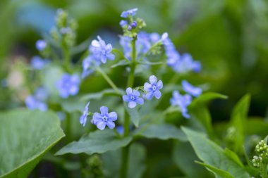 ilk bahar yaprakları, ağaçlarda şişmiş tomurcukları