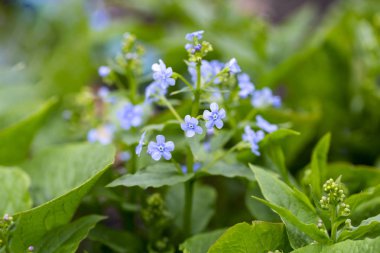 ilk bahar yaprakları, ağaçlarda şişmiş tomurcukları