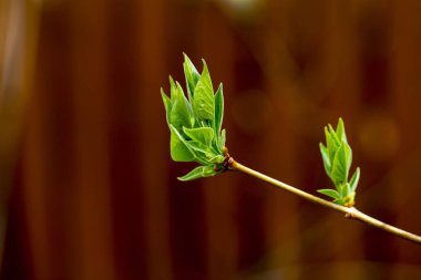 ilk bahar yaprakları, ağaçlarda şişmiş tomurcukları