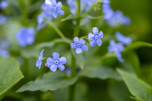 Primeiras folhas de primavera, botões inchados nas árvores — Fotografia de Stock