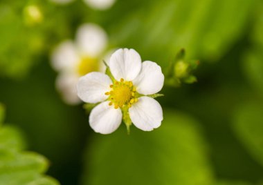 Baharın başında yabani çilek çiçeği