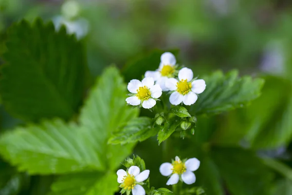 Fleur de fraise sauvage au début du printemps — Photo