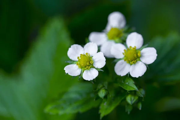 Fleur de fraise sauvage au début du printemps — Photo