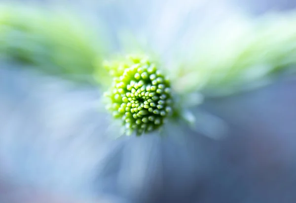 Young spruce close-up with blurred background. the texture of sp — 스톡 사진