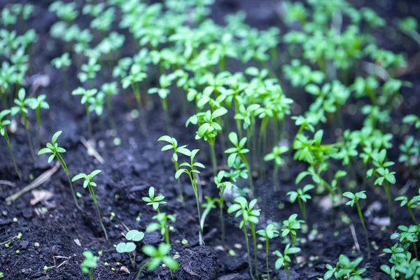 Young Plant Shoots Close Early Spring — Stock Photo, Image