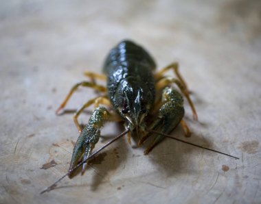 kanser yakın çekim ile yaşamak