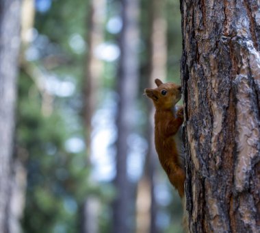 kırmızı sincap yiyecek arayışı içinde ağaçların arasında çalışan
