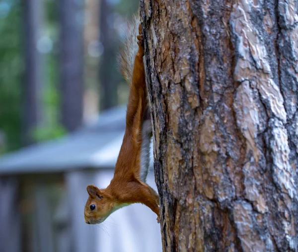 Röd ekorre som springer genom träden på jakt efter mat — Stockfoto