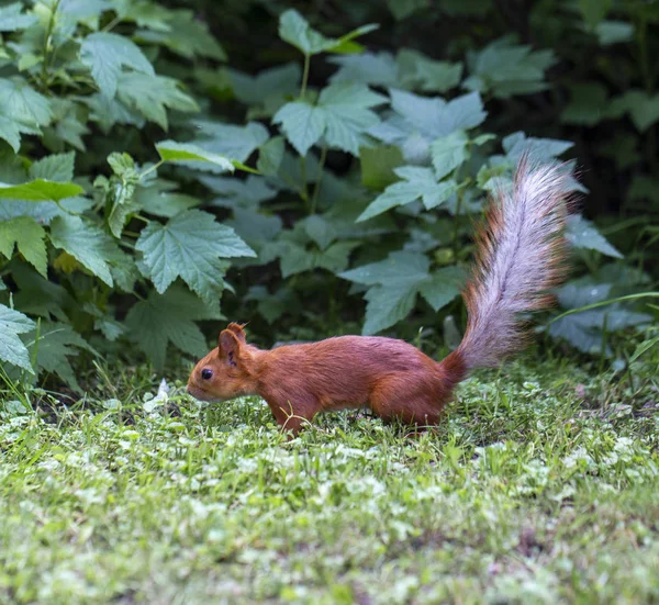 Esquilo vermelho correndo pelas árvores em busca de comida — Fotografia de Stock