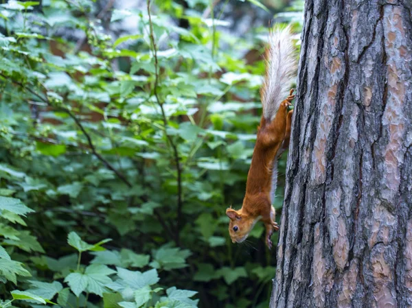 Écureuil roux courant à travers les arbres à la recherche de nourriture — Photo