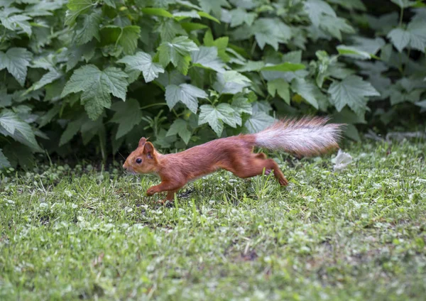 Écureuil roux courant à travers les arbres à la recherche de nourriture — Photo