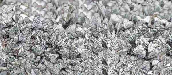 Φόντο των λευκών πεταλούδων που κάθονται στην αμμώδη ακτή — Φωτογραφία Αρχείου
