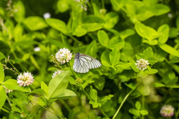 White butterflies sitting on flowers in a summer meadow — Stock Photo, Image