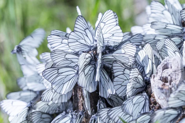 De nombreux papillons blancs sur la rive sablonneuse de la rivière — Photo