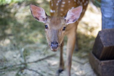 geyik fidanlıkta kadın geyik yakın çekim