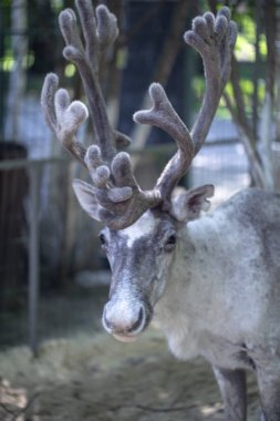geyik muhafaza yakın canlı geyik