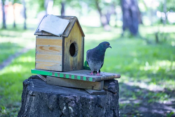 Mangiatoia per uccelli nel parco in estate — Foto Stock