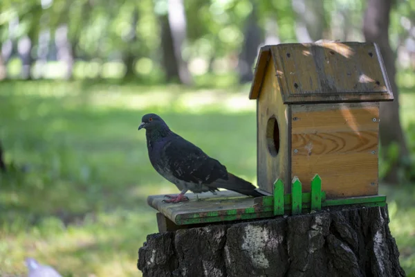 夏の公園の鳥フィーダー — ストック写真