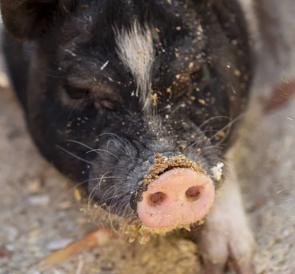 mini pig closeup , penny pig closeup