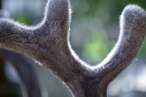 Le corna di un cervo da vicino in estate — Foto Stock