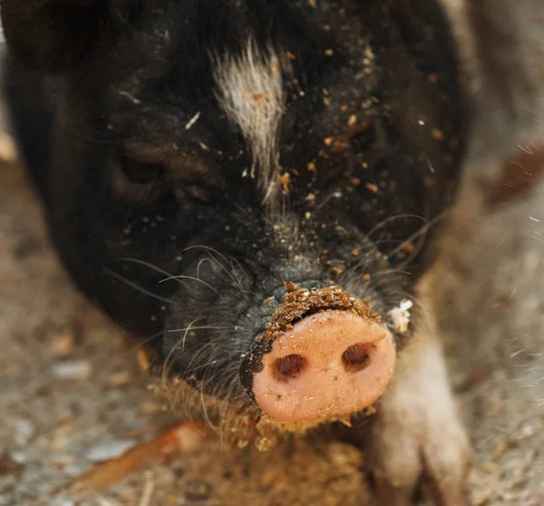 mini pig closeup , penny pig closeup