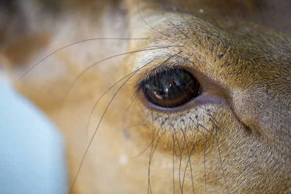 Deer eyes close up to the deer enclosure — Stock Photo, Image