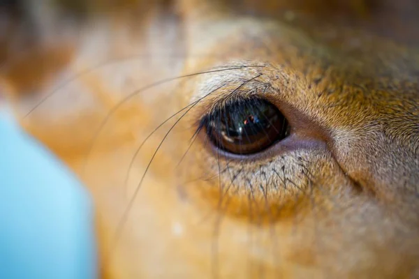 Yeux de cerf près de l'enceinte de cerf — Photo