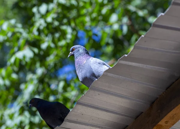 夏の屋根のクローズアップの鳩 — ストック写真