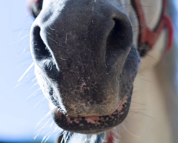 Le visage du cheval de dessous gros plan — Photo