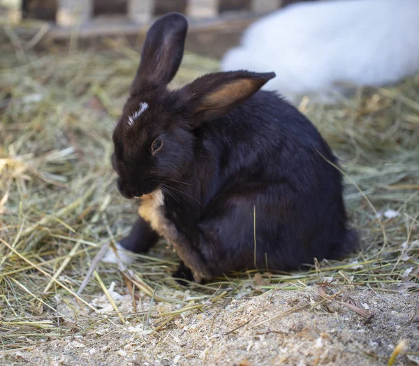 ウサギの犬小屋の黒いウサギ — ストック写真