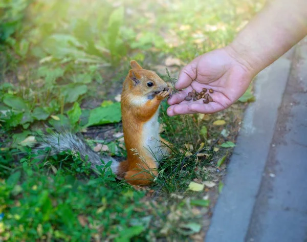 Elävä punainen orava syö pähkinöitä käsistään puistossa — kuvapankkivalokuva