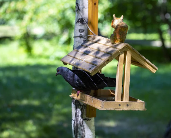 夏の公園の鳥フィーダー — ストック写真