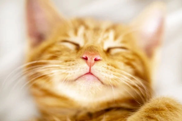 Snuit Red kitten close-up met gedeeltelijke Blu — Stockfoto