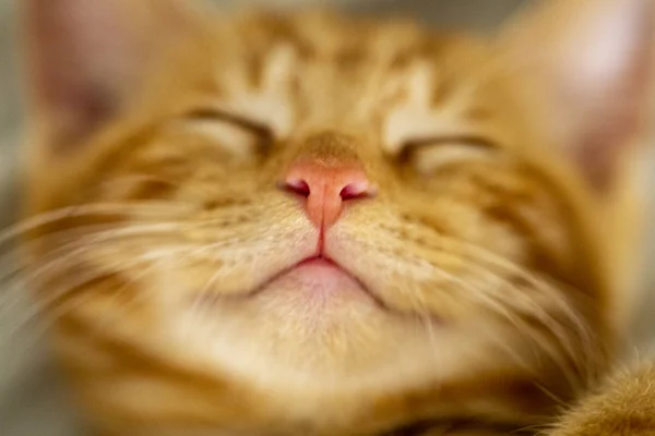 Snuit Red kitten close-up met gedeeltelijke Blu — Stockfoto