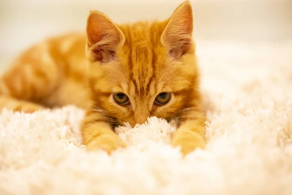 Ginger kitten breed Bobtail is on the soft Mat — Stock Photo, Image